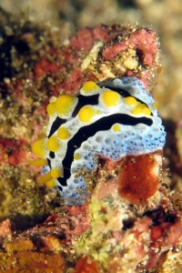 Phyllidia coelestis