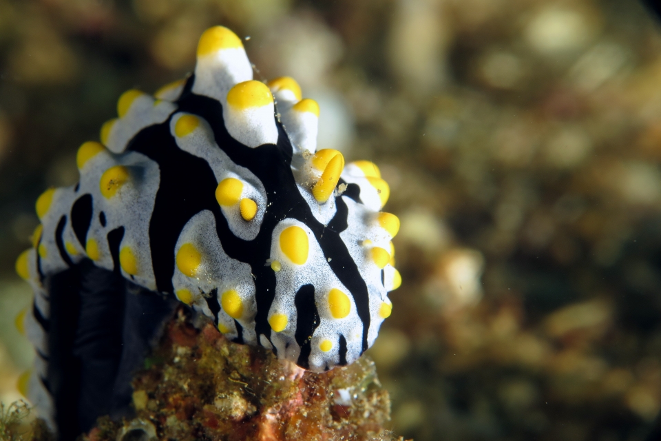 Phyllidia varicosa