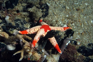 Fromia monilis ou Fromia heffernani