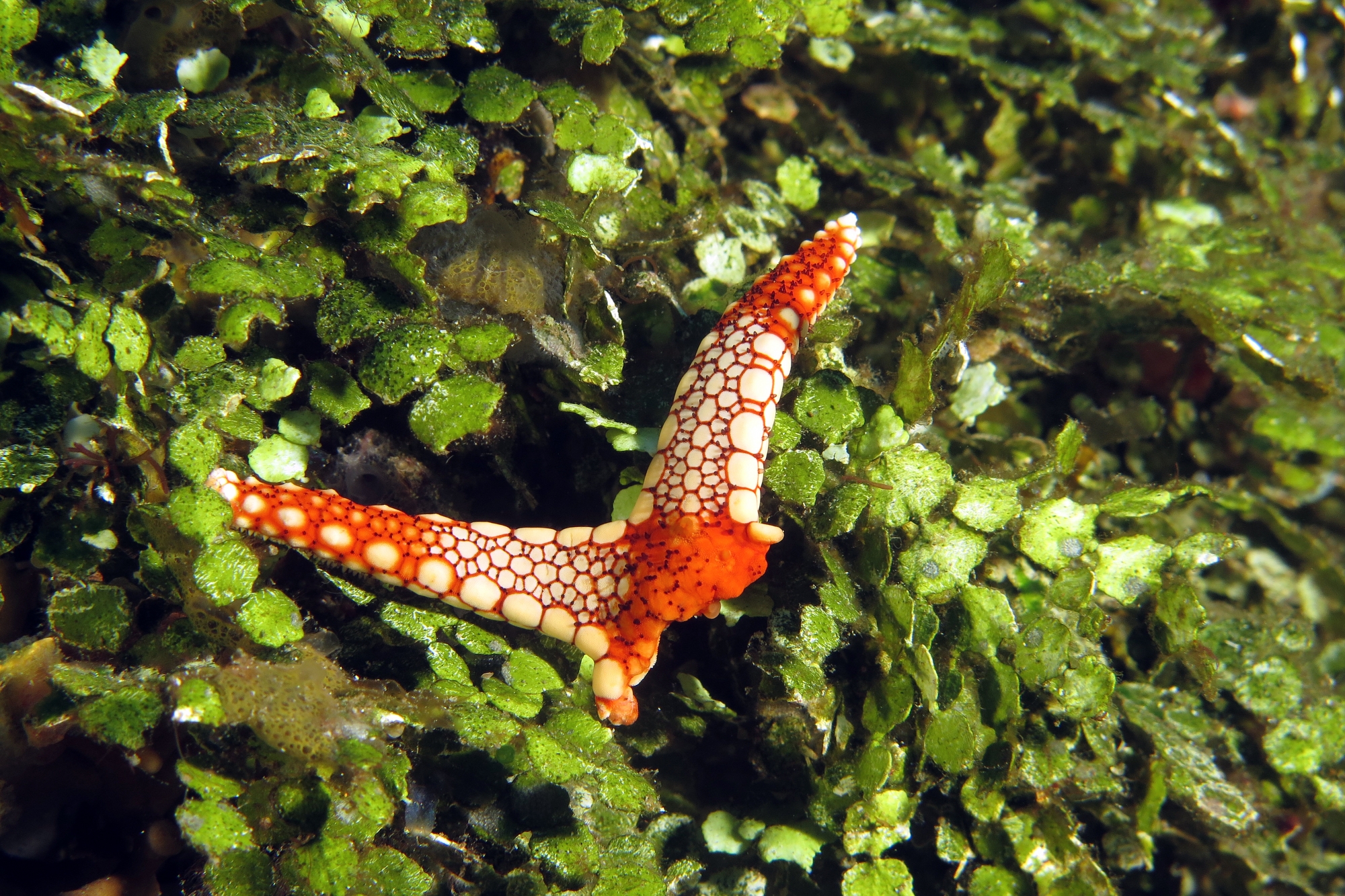 Fromia monilis ou Fromia heffernani