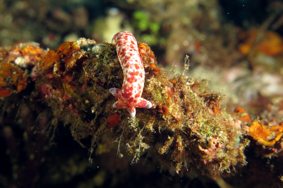 Linckia multifora