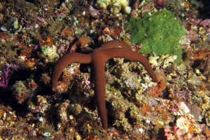 Linckia guildingi