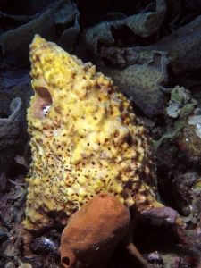 Eponge