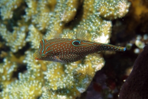 Canthigaster solandri