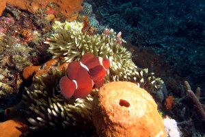 Premnas biaculeatus, Entacmaea quadricolor