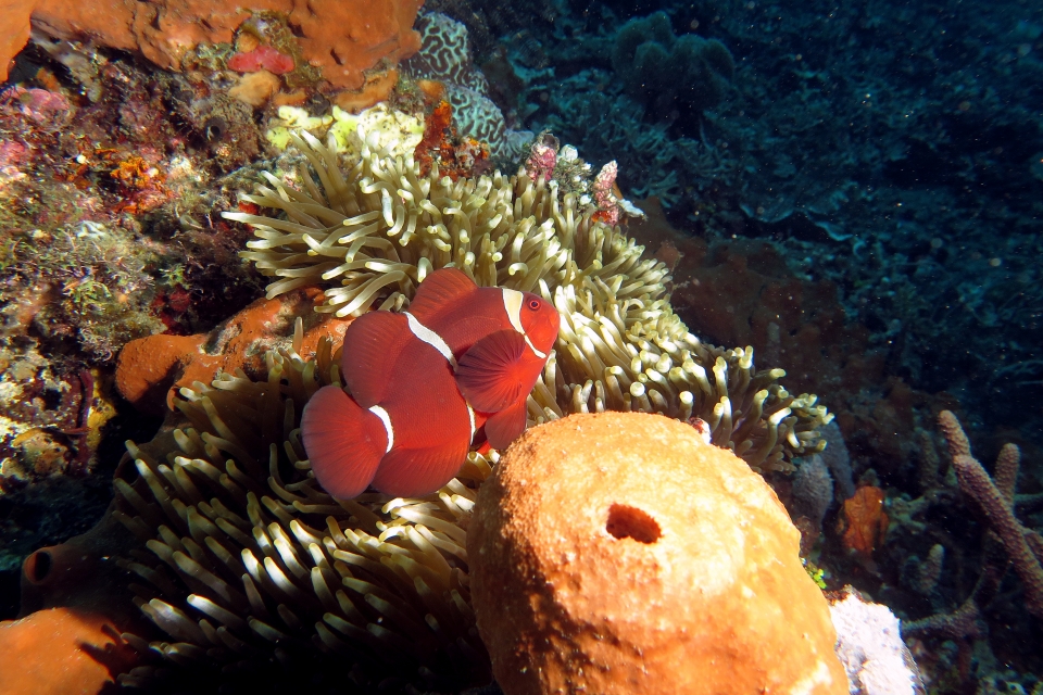 Premnas biaculeatus, Entacmaea quadricolor