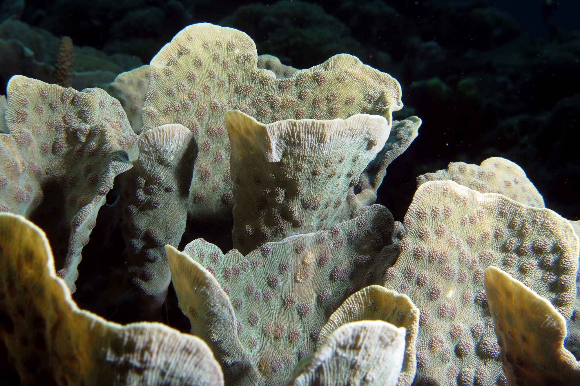 Corail