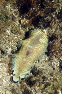Soleichthys heterorhinos