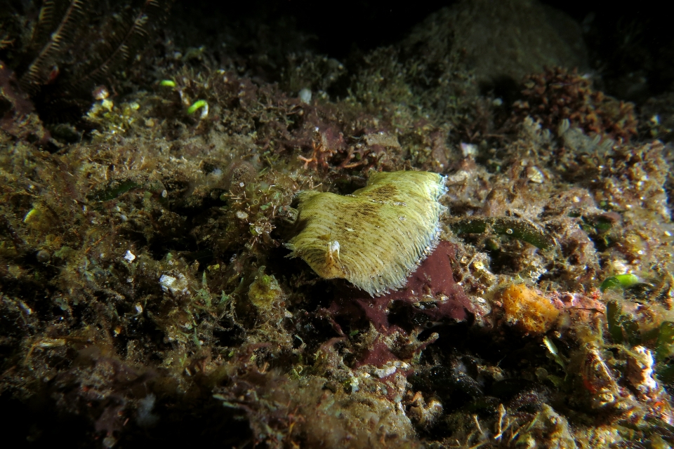 Soleichthys heterorhinos