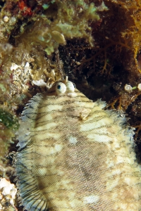 Soleichthys heterorhinos