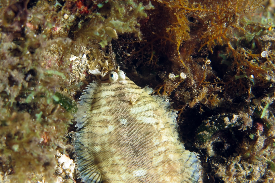 Soleichthys heterorhinos