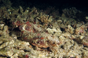 Inimicus didactylus
