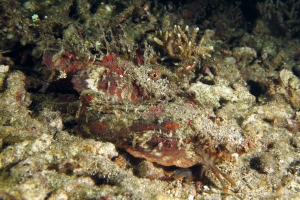 Inimicus didactylus