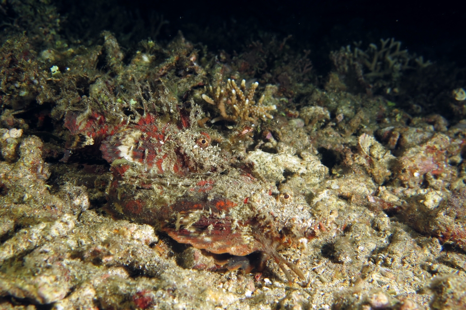 Inimicus didactylus