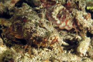 Inimicus didactylus