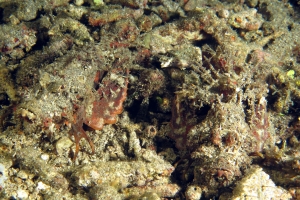 Inimicus didactylus