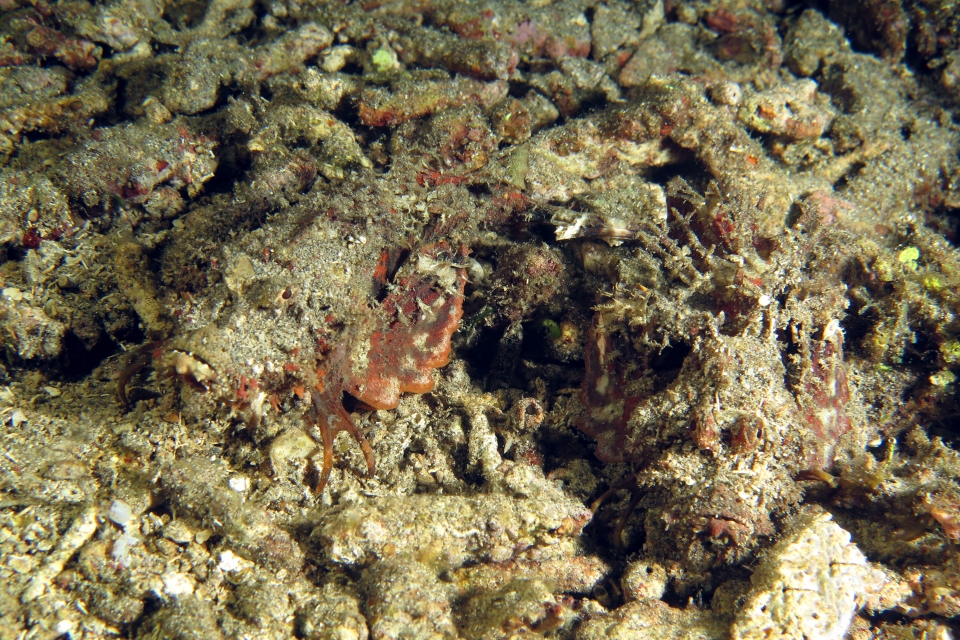 Inimicus didactylus