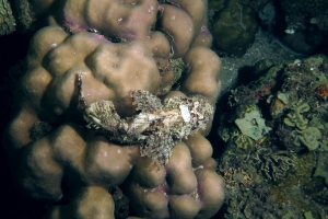 Scorpaenopsis oxycephala ou Scorpaenopsis venosa