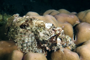 Scorpaenopsis oxycephala ou Scorpaenopsis venosa