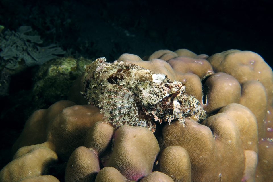 Scorpaenopsis oxycephala ou Scorpaenopsis venosa