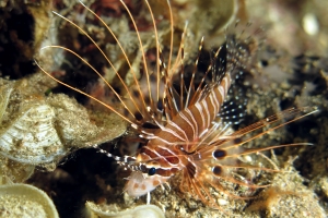Pterois antennata
