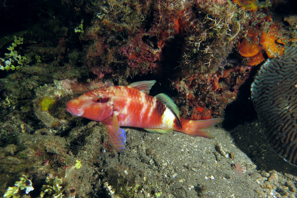 Parupeneus multifasciatus