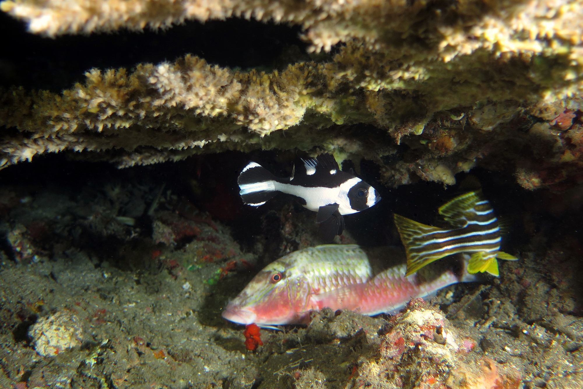 Parupeneus multifasciatus, Macolor niger, Plectorhinchus polytaenia