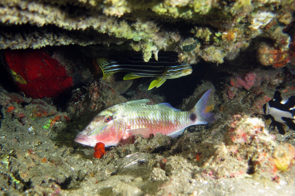 Parupeneus multifasciatus, Plectorhinchus polytaenia