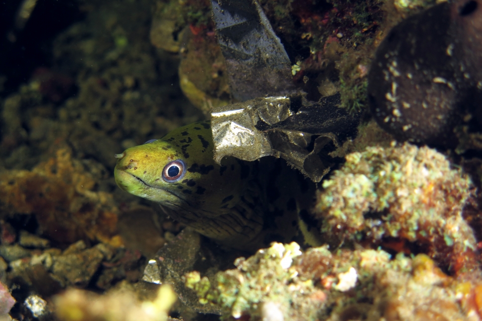 Gymnothorax fimbriatus