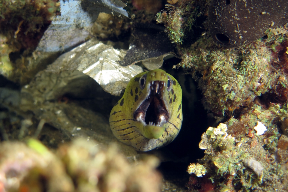 Gymnothorax fimbriatus