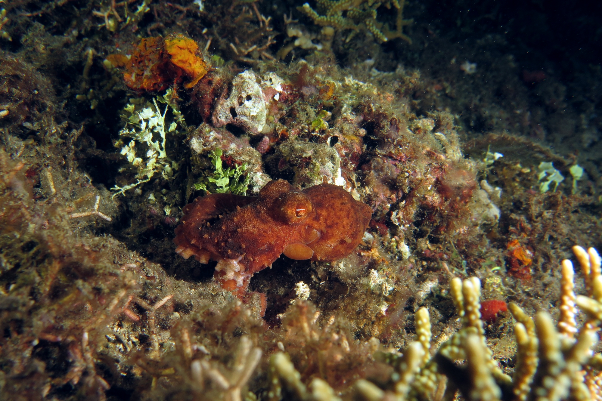 Callistoctopus luteus