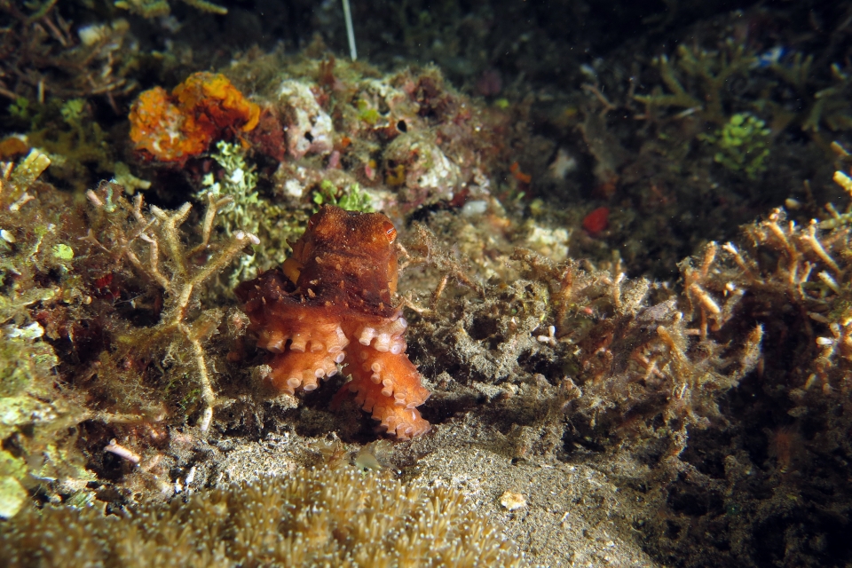 Callistoctopus luteus