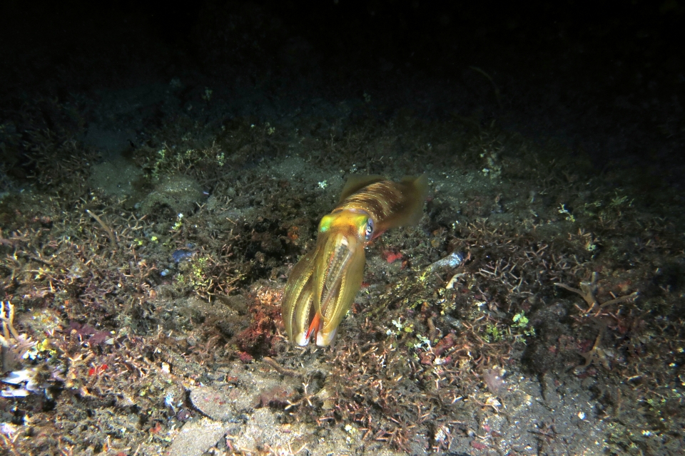 Sepioteuthis lessoniana