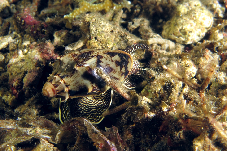 Cymbiola vespertilio