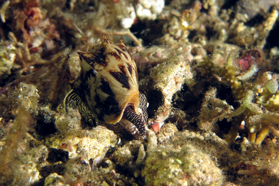 Cymbiola vespertilio