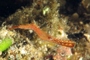 Leander plumosus