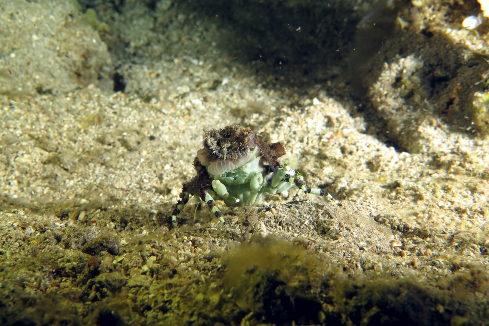 Cyclocoeloma tuberculata, Discosomatidae