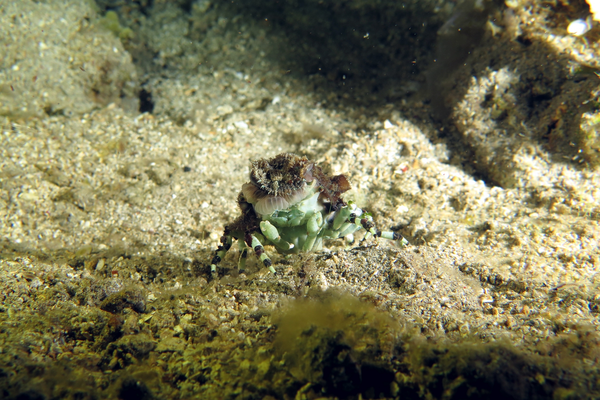 Cyclocoeloma tuberculata, Discosomatidae