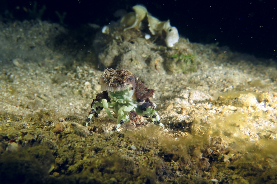 Cyclocoeloma tuberculata, Discosomatidae