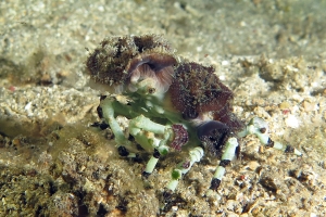 Cyclocoeloma tuberculata, Discosomatidae