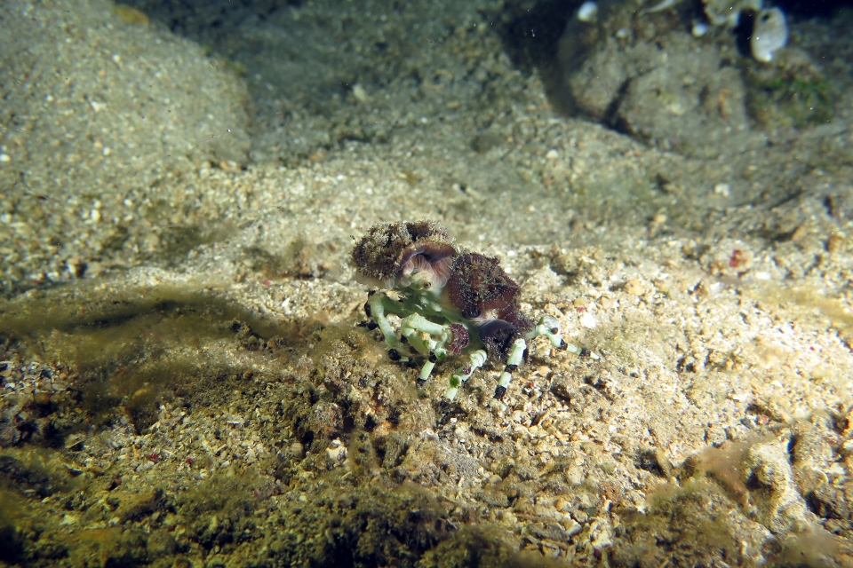 Cyclocoeloma tuberculata, Discosomatidae