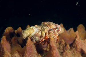 Dardanus pedunculatus