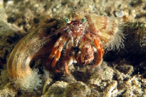 Dardanus pedunculatus, Calliactis polypus