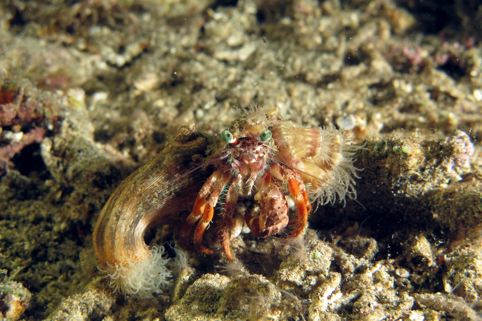 Dardanus pedunculatus, Calliactis polypus