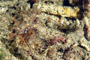 Cérianthe