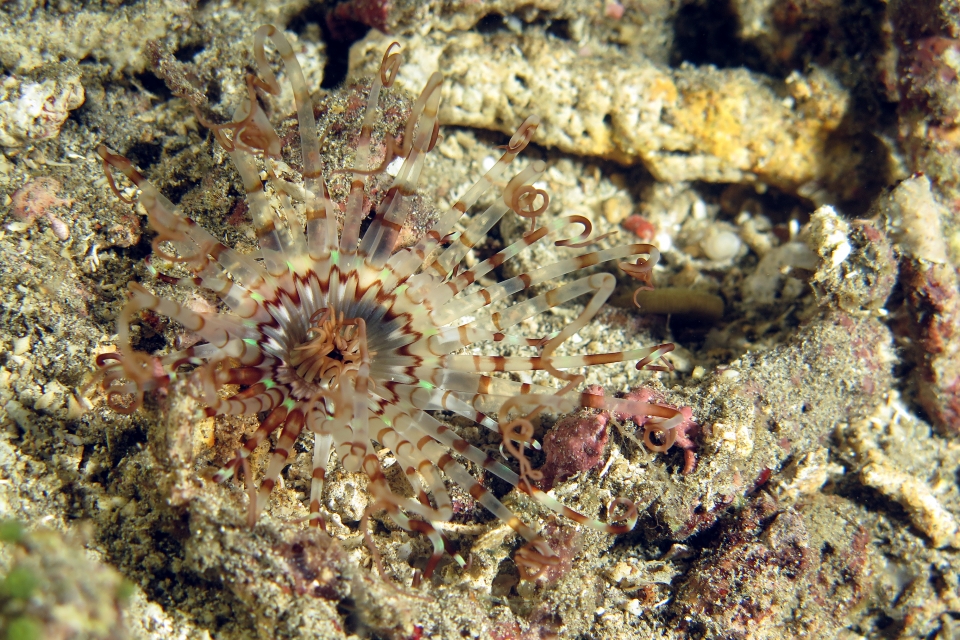 Cérianthe