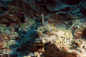 Papilloculiceps longiceps