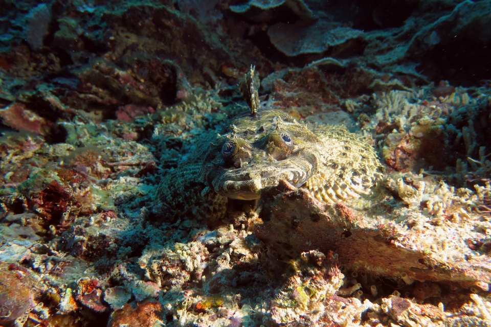 Papilloculiceps longiceps