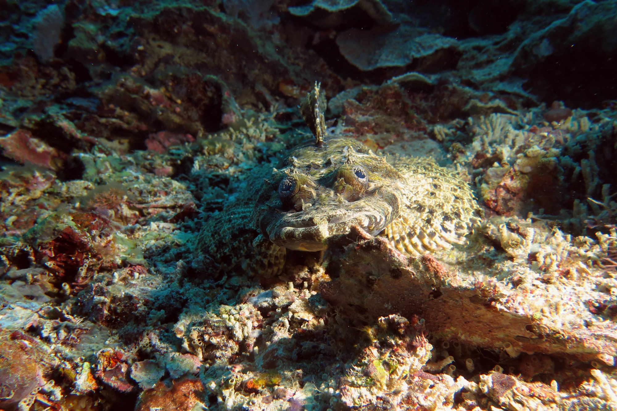 Papilloculiceps longiceps