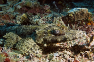 Papilloculiceps longiceps